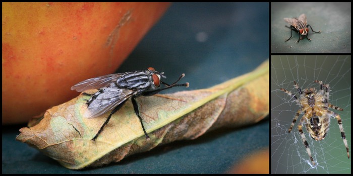 Mouche Araignée Macro Eklaprod